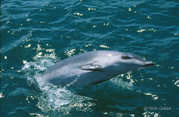 Hectors-beaked-whale.jpg