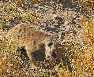 Meerkateatingscorpionmakgadikgadimg-1578.jpg