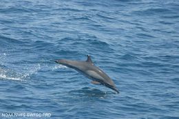 22620 long-beaked-common-dolphin-delphinus-capensis.jpg