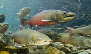 Bulltrout1usfws.jpg