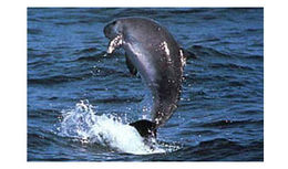 Spp pygmyspermwhale.jpg