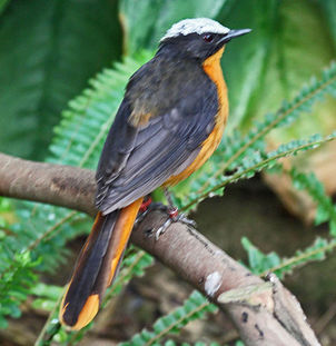 White-crowned-robin-chat-dickdanielspubdomain.jpg