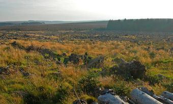 Durrisforestclearfellingaberdeenshire.jpg