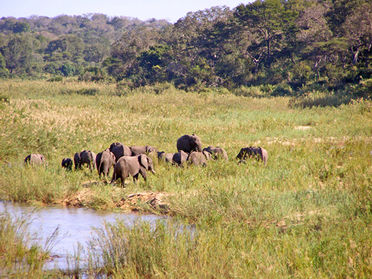 Sandrivera073p5020210elephantsmala.jpg