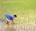 Rice Field.jpg