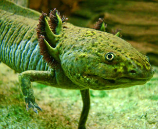 Mexicanaxolotl.jpg