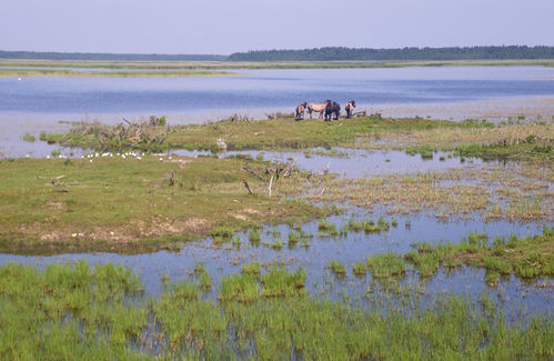 Wildhorseswetlandonlatviancoastimgp0993.jpg