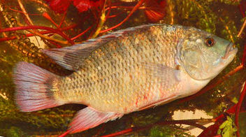 Tilapia-rendallifrederick-hermanus-van-der-bank.jpg