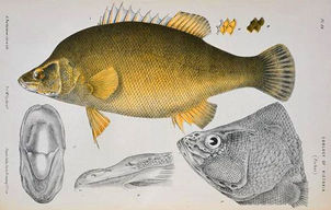 Goldenperch.jpg