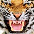 TigerDM0309 468x478.jpg