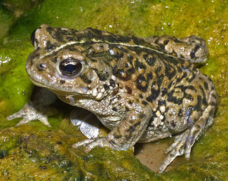 Westerntoad49931-orig.jpg