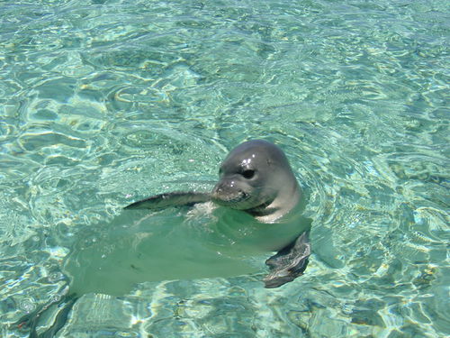 Hawaiianmonkseal1-pifsc.jpg