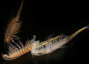 Artemia salinahans-hillewaert.jpg