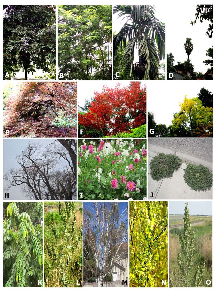 Angiosperms--fig-5-habit-diversity.jpg