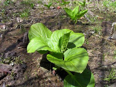 1280px-skunk-cabbage-leaves.jpg