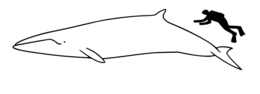 698px-minke whale size.jpg.png