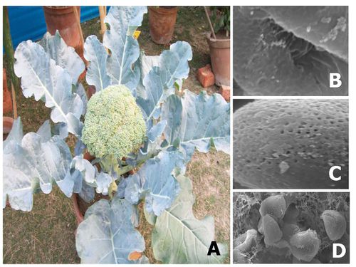 Fig-6.-brassicaceae.jpg