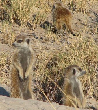 Meerkatsbotswanazambia-030.jpg