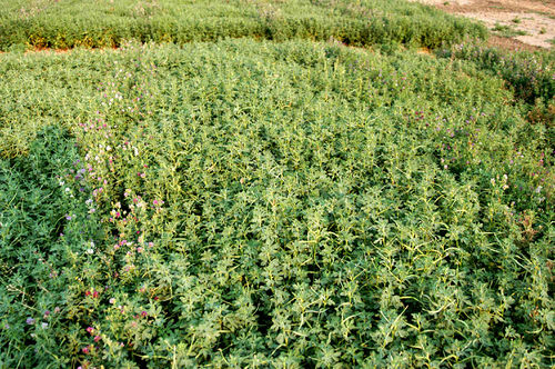 Standing-fenugreek-crop-under-rainfed-condition.jpg