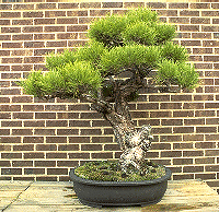 [Bonsai picture]