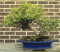 [Bonsai picture]