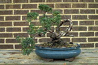 [Bonsai picture]