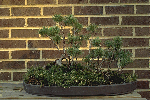 [Bonsai picture]