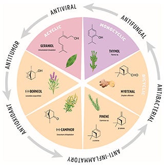 A pie chart showing six different groups of terpene compounds, their chemical structures, their different uses, and the plants from which they are derived.