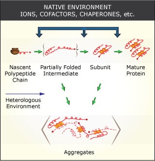 Protein folding factors, illustrated as a series of lines and rectangles folded into different combinations of spirals and shapes.