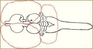 A diagram demonstrating the evolutionary expansion of the vertebrate brain.