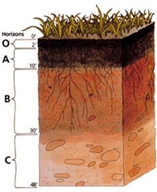 A cross-section drawing of a soil sample.