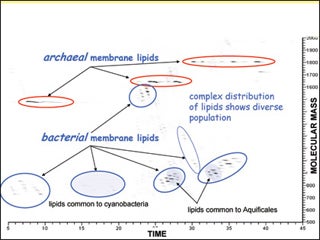 Hot spring sample of biomass.