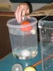 Photo of a student placing balls of various types of balls into a container filled with water.