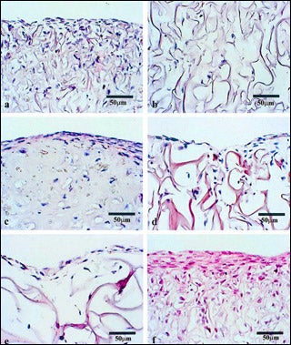 Six figures of cells under magnification.