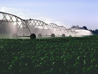 Photograph of irrigation machines being used on a field of cotton.