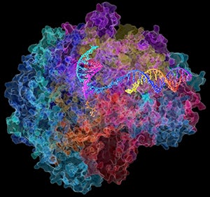 A large, irregularly globular molecule surrounding a broken-open double-helix molecule.