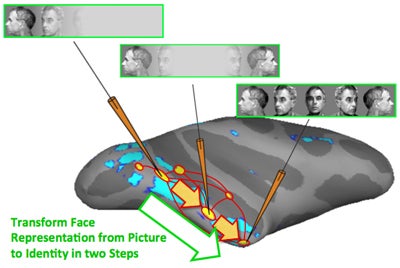 Diagram of primate brain with colored patches highlighting regions associated with different facial orientations.