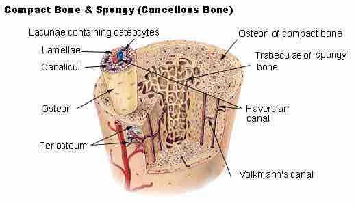 Supply Of Blood And Nerves To Bone