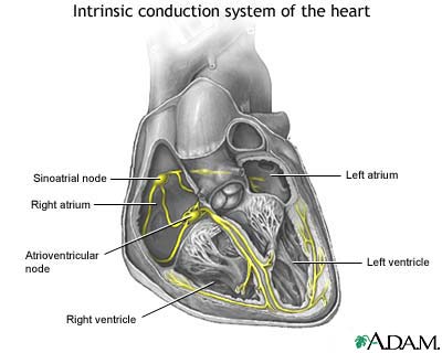 Conduction system of the heart