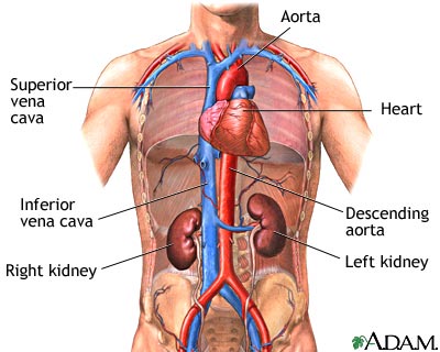 Kidney function