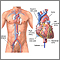 Cardiac catheterization