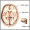 Gray and white matter of the brain