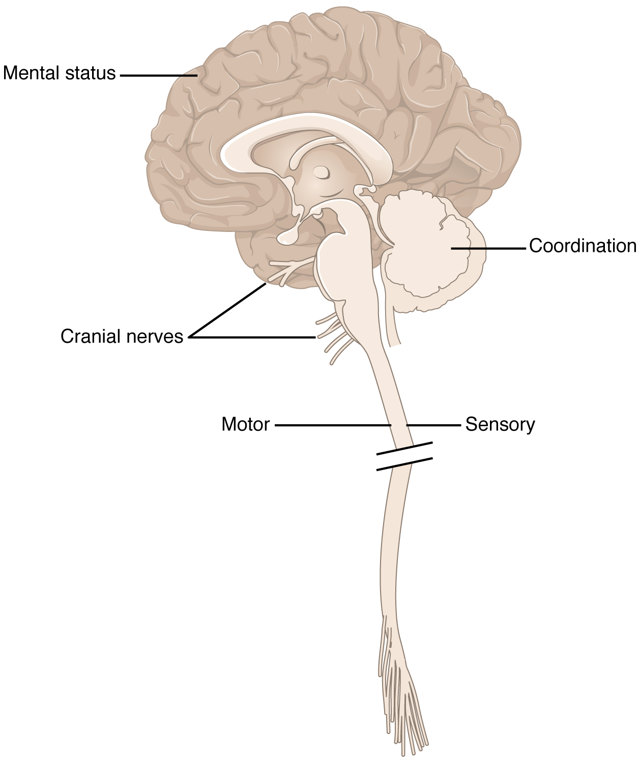 Anatomical parts of a brain