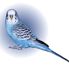 Budgie.gif