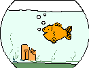 Goldfish.gif