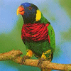 Parrot.gif