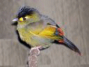 Bird.gif