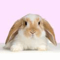 Rabbit.gif