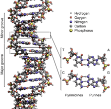 Illustration of major and minor groove in DNA