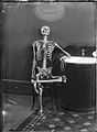 Portrait of an articulated skeleton on a bentwood chair.jpg